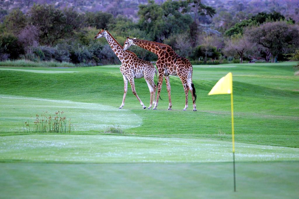 Royal Game Guest House Phalaborwa Kültér fotó